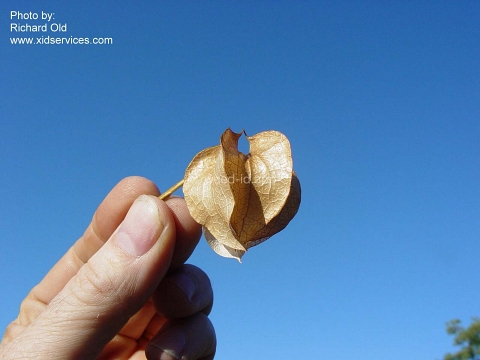 apple-of-Peru